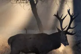 “丧尸病毒”竟真实的存在，能在动物当中传播，大量蚂蚁曾被操纵视频封面