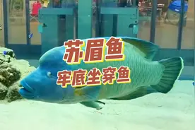 波纹唇鱼也叫苏眉鱼，这种鱼千万别吃，但是还是有人敢下嘴！