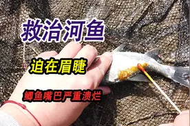 救治河鱼迫在眉睫，带着碘伏现场救治受伤的鱼，鲫鱼嘴巴严重溃烂视频封面