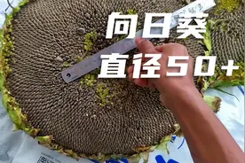 巨型向日葵，泰坦巨人花盘直径50厘米视频封面