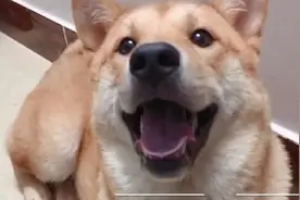痛心！柴犬当街被偷走，被找到时一幕让主人崩溃大哭，警方已介入视频封面