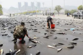 上万条鱼为何会在雨天从天而降？“鱼雨”难道是真的吗？视频封面