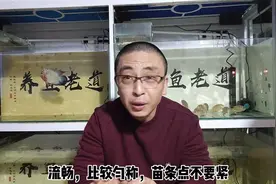 为什么草金鱼和锦鲤，以及其他小型观赏鱼，突然间身体弯曲而亡？