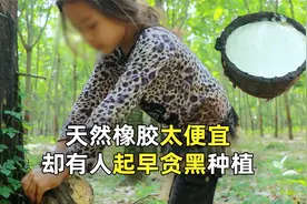 天然橡胶树种植难，一棵树耗费1年，仅能生产17斤不到的汁液！