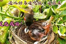 笑死！红耳鹎鸟妈喂幼鸟吃虫子，哪知幼鸟边吃虫子还边拉粑粑