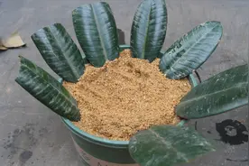 橡皮树繁殖小技巧，叶片扦插，500小时后长根视频封面