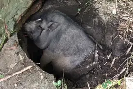 400斤重宠物猪掉进1米深坑里 10个大汉出动才把它抬出来视频封面