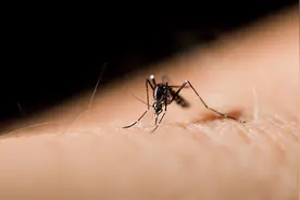 多日酷暑下南方蚊子为什么变少了？有的被热死，有的北上避暑