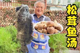 360元一斤的野生松茸，炖上大龙胆石斑鱼，这口汤实在太鲜了视频封面