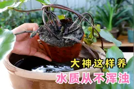 养睡莲的水质经常浑浊？大神们都用这个方法，水质清澈见底视频封面