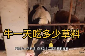 牛一天吃多少草和料？小薛养90头牛，母牛一年吃1万斤！
