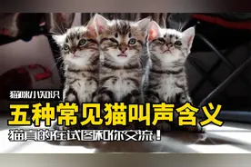 猫真的在试图和你交流！五种常见猫叫声的不同含义