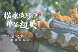 中国少有的街猫摄影师，央视为他拍纪录片，作品太治愈了！视频封面