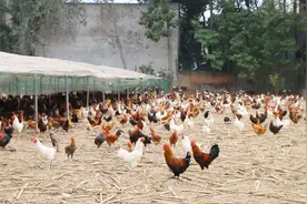 养鸡技术|维生素B2用处大好处多，来不及解释，养鸡人快上车！