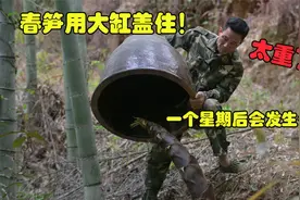 春笋被大缸盖住一个星期后会发生什么？掀开缸瞬间才发现笋的力量