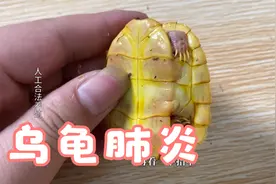 乌龟浮水睁不开眼身体还比较轻，加温泡药看看