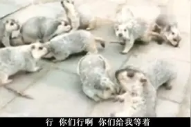 搞笑视频：哎呀，钱干啥呢？正睡觉呢，哎，啥玩意儿啊，这么痒啊