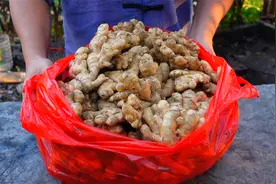 天冷了，用20斤生姜做姜糖，传统做法无添加，自己吃送朋友都不错