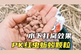 很便宜的一款红虫蚯蚓颗粒？野河真的好用吗？直接看效果