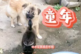 野鸭和家鸭的“混血宝宝”长大了，开始上学了