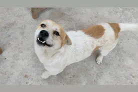 灵性的田园犬！看见家里另外来了一条狗，小狗急得要开口说话