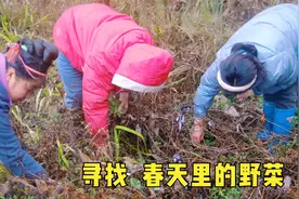 春天来了，山上的野菜也长了很多，看大家都认识哪些好吃的野菜