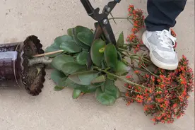 长寿花怎么修剪？分享三个修剪步骤，长寿花越剪越旺盛