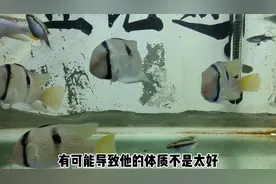 观赏鱼经常弯曲而死，可能是内寄造成，到底是撑死了还是饿死了？