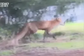 美国一狐狸在国会大厦外咬伤9人：被查出得狂犬病、议员记者遭袭