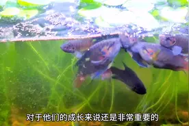 中国斗鱼真的不难养，好的环境加上高蛋白饲料，发色就轻而易举。