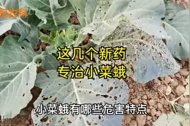 防治白菜甘蓝花菜等蔬菜上的小菜蛾，用这几个新药，一打一个准