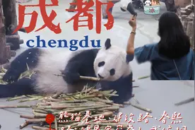 【成都vlog】熊猫基地|建设路|春熙路 IFS|锦里|宽窄巷子|武侯祠