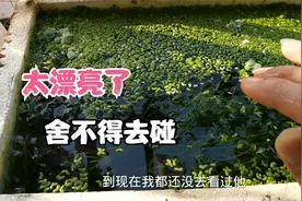 竹节草这样种长得太好了，绿油油的，浮萍也长得好快，准备福利了视频封面