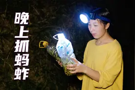 农村稻田蚂蚱非常多，晚上去抓是最好时机，一抓一个准收获还不错视频封面