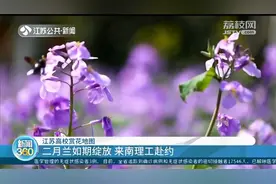 江苏高校赏花地图：紫色二月兰如期绽放，快来南理工赴约视频封面