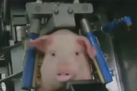 杀猪不见“血”，高压电瞬间“电杀”二师兄没有痛苦走得特别安详