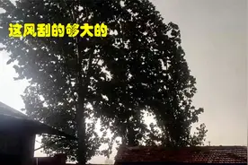 山东临清中午突然刮大风下大雨，农民最担心的是麦子，麦子会倒吗