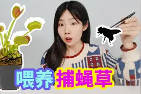 喂养捕蝇草，据说能捕捉小昆虫和苍蝇，是真的吗？