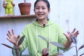 1棵4块钱的橡皮树小苗，简单1步，打造成百元棒棒糖！