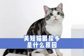 美短猫眼屎多是什么原因？找到原因，才能更好解决