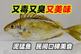 这又臭又毒的泥猛鱼，口碑却好的很，吃它的季节到啦视频封面