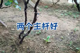 葡萄树留两个主杆是比较好的，管理起来比较容易