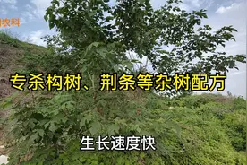 用这个农药配方，杀灭构树、荆条、灌木等杂树都不费事视频封面