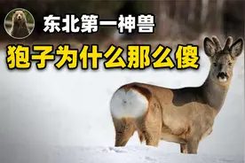 东北第一神兽，世界第六傻，狍子凭什么还能苟活至今？