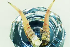 中医讲堂 | 羚羊角粉有，平肝熄风、清肝明目、清热解毒之功效