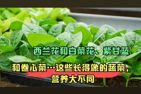 西兰花和白菜花、紫甘蓝和卷心菜…这些长得像的蔬菜，营养大不同视频封面