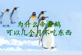 帝企鹅可以几个月不吃东西，是怎么熬过来的？