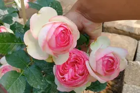 粉龙这样做，很快长出第2批花苞，但开花时“丑哭了”视频封面