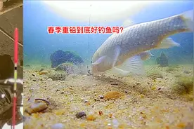 春季重铅到底好钓鱼吗？水下高清测试视频告诉你答案
