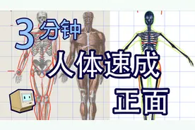 「画人体」01正面人体|速成干货|头身比例|关节骨骼肌肉|男女区别